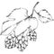 Black and white engraved humulus ink art. Isolated humulus illus