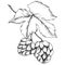 Black and white engraved humulus ink art. Isolated humulus illus