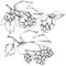 Black and white engraved humulus ink art. Isolated humulus illus