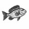 Black And White Engraving Of A Bass Fish - Graphic Illustration