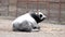 Black and white farm bull lies on the barnyard and chews