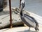 Black and white feathered Chilean Pelican in the latin Pelecanus Thagus