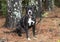 Black and white female Boxer Pitbull dog with old scars sitting outside on leash