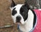 Black and white female pitbull with cropped ears wearing pink doggy sweater