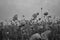 Black and white field of poppies on cloudy day