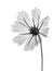 Black and white flower isolated on a black