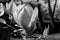 Black and white flower Liriodendron Tulipifera Tulip Tree, American Tulip Tree, Tuliptree, Tulip Poplar, Whitewood, Fiddle-tree