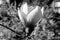 Black and white flower Liriodendron Tulipifera Tulip Tree, American Tulip Tree, Tuliptree, Tulip Poplar, Whitewood, Fiddle-tree