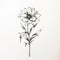 Black And White Flower Tattoo Illustration: High Quality, Botanical Accuracy, Minimalism