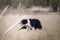 Black and white fluffy border collie learns to herd