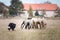 Black and white fluffy border collie learns to herd