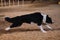 Black and white fluffy border collie runs quickly through sand in pavilion. Agility competitions, sports competitions with dog to