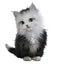 Black and white fluffy kitten and silver fish