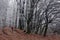 Black-white forest as a contrast to the bronze-red leaves on the ground