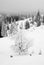 Black and white forest in mountains in snowfall