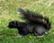 Black and White Fox Squirrel