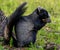 Black and White Fox Squirrel