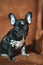 black and white french bulldog puppy on a brown leather chair