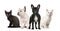 Black and white French bulldogs and kittens