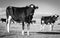 Black and white Friesian cows