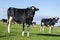 Black and white Friesian cows