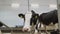 Black and white frighten cow at farm mill barn looking around