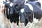 Black white frysian cows on brown dry meadows in the Netherlands with flies on their heads.