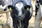 Black white frysian cows on brown dry meadows in the Netherlands with flies on their heads.