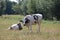 Black white Frysian cows on the meadows of Oldebroek in the Netherlands