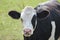 Black white Frysian cows on the meadows of Oldebroek in the Netherlands