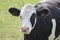 Black white Frysian cows on the meadows of Oldebroek in the Netherlands