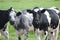 Black white Frysian cows on the meadows of Oldebroek in the Netherlands