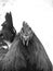 Black and white funny or humorous close up head portrait of a male chicken  or rooster showing textures of feathers and scabs with