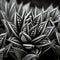 Black And White Geometric Plant: Intense Color Saturation And Ornamental Details