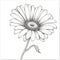 Black And White Gerber Daisy Drawing In Holotone Style