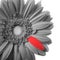 Black and white gerbera with red petal