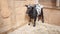 black and white goat with horns is standing in wooden shed. Agriculture. Mammals, livestock breeding. Goat\'s milk