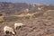 Black and white goats and landscape in Rhodes, Greece