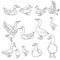 Black and white gooses, ducks and other birds. Illustration can be used for coloring book and pictures for children