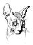 Black-white graphic portrait of the sphinx cat.