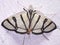 a black and white Grass Moth - Family Crambidae