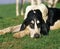 Black and White Great Anglo French Hound, Adult sleeping on Grass