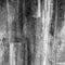 Black and white Grungy distressed wooden grain texture