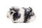 Black and white guinea pig of Abyssinian breed rare color magpie on white background sits in profile