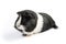 Black and White Guinea Pig Sideon