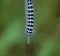 Black and white hairy caterpillar