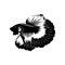 Black and white halfmoon betta fish vector