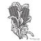 Black and White Hand drawn Banksia Floral Arrangement