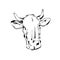 Black and white hand drawn cow, illustration of a cow.