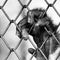 Black and white hand monkey on cage